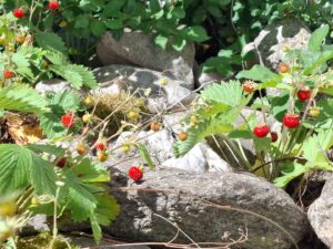 Gartenimpression